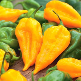 Chili peper "Habanero Lemon" - warme, gele variëteit - 