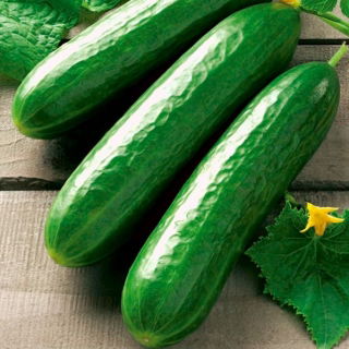 バイオフィールドサラダキュウリ「Vert Long Maraicher」-認定オーガニック種子 - 