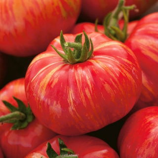 Pomodoro - Duo - Frutto striato dall'aspetto unico - Semi Freschi