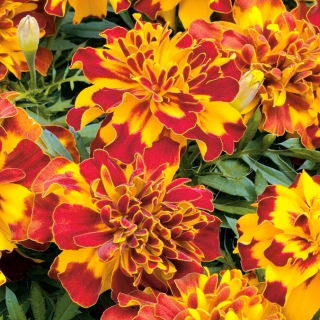 Caléndula mexicana "Flamenco" - de una sola flor; Caléndula azteca - 