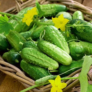 Cánh đồng dưa chuột "Cornichon de Paris" - TAPE SEED - 
