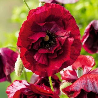 Papavero comune "Pandora" - fioriture ombreggiate; papavero di mais, rosa di mais, papavero di campo, papavero delle Fiandre, papavero rosso - 