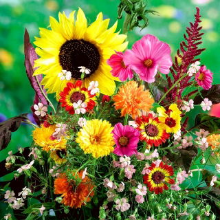Sélection de plantes mellifères - mélange I - 