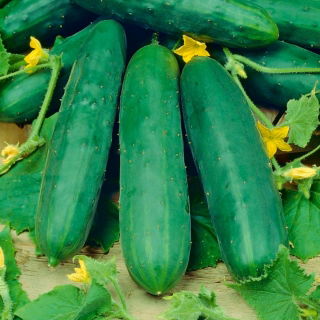 BIO Uborka "Marketmore" - tanúsított bio vetőmagok - 