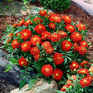 Mexican marigold "Brocade" - low-growing varieties' mix; Aztec marigold