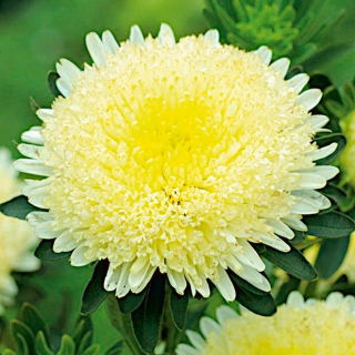 Herzogin Prinzess Aster "Aleksandra" - große, gelb blühende Sorte