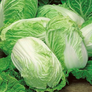 Cavolo Napa "Elza" - varietà ibrida - 
