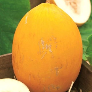 Melón "Canario Amarillo 2" - 