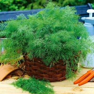 Kerti kapor "Hanak" - korai fajta - 500 g - 
