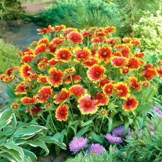 ดอกไม้ผ้าห่มทั่วไป "โคโบลด์"; gaillardia ทั่วไป - 