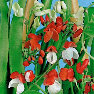 Fazuľa „d'Espagne“ - mix odrôd; fazuľa šarlátová, multiflora fazuľová - 