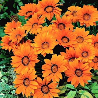 Gazania, Mittagsgold "Orange mit Ring"