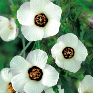 Flor de una hora; hibisco de vejiga, cetmia de vejiga, hierba de vejiga, flor de la hora, modestia, puarangi, shoofly, malva de Venecia - 