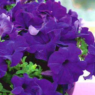 สวนพิทูเนีย "Nokturn" - ดอกไม้สีน้ำเงินเข้ม - 