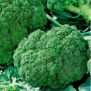 Broccoli "Ramoso Calabrese" - 
