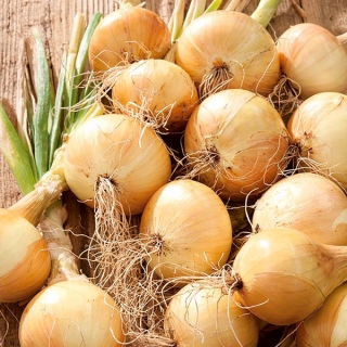 Onion "Cordia F1" - medium late variety