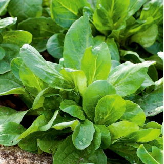 Cornsalad "Verte a coeur plein"; common cornsalad, lamb's lettuce, mâche, fetticus, feldsalat, nut lettuce, field salad,  rapunzel