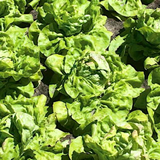 Lechuga "Ismina" - una variedad temprana, verde claro y deliciosa - 