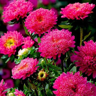 Duchess aster "Shine" - tall-growing, raspberry-pink variety
