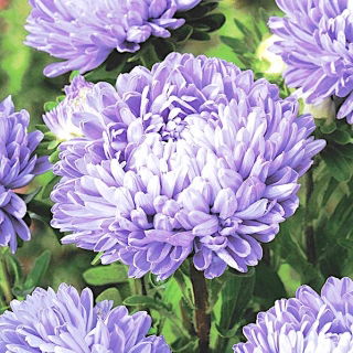 Pfingstrosen-Aster Mirage - hoch, blau mit einem hellvioletten Farbton - 