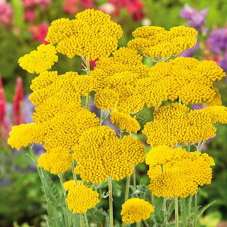 Coada șoricelului galbenă - Achillea filipendulina - Umbelă de Aur pentru borduri și buchete uscate - Semințe proaspete
