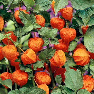 Blaaskers - decoratieve rode klokken; Chinese lantaarn, Japans-lantaarn, aardbeien, winterkers - 