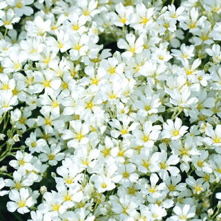 Snow in Summer - Cerastium biebersteinii - Silvery Ground Cover with White Flowers - Fresh Seeds
