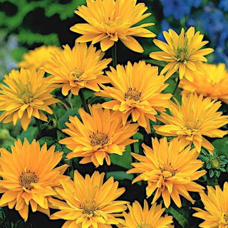 Oxeye kasar - kuning keemasan; oxeye halus, bunga matahari palsu - 
