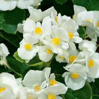 Begonia "Barbara" - ständigt blommande, vit, grönbladig sort - 