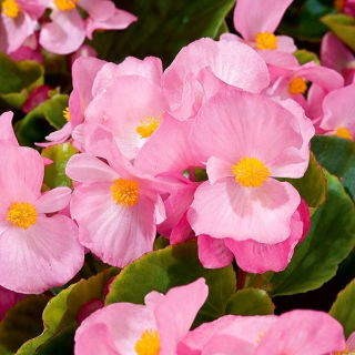 Begonia "Papillon Rose" - mindig virágzó, halvány rózsaszínű, zöldlevelű fajta - 