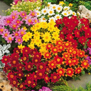 Dahlia nain "Miniature" - mélange de variétés - 
