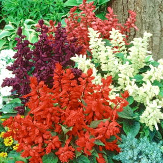 Salvia escarlata - variada - 84 semillas - Salvia splendens