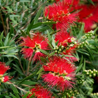 Lampepudser - Callistemon citrinus - frø
