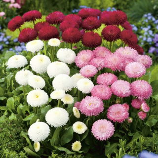 Inggris biji campuran Daisy - Bellis perennis - 690 biji