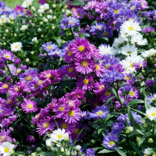 Michaelmas daisy, New England semi Aster - Aster-Inghilterra - 42 semi - Aster novae-angliae & Aster novi-belgii