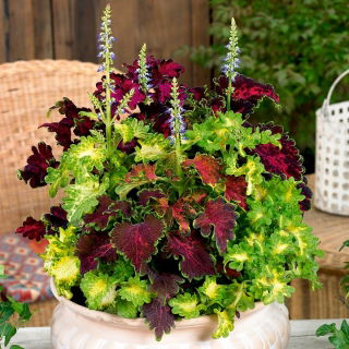 Flame Semená žihľavy - Coleus blumei - 66 semien - Plectranthus scutellarioides