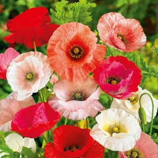 Pavot commun "Nacre" - variété de couleur pastel; pavot de maïs, rose de maïs, pavot des champs, pavot des Flandres, pavot rouge - 