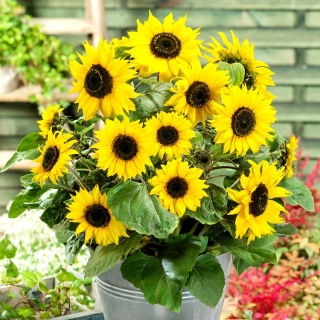 Solros - Polino Cola - Helianthus annuus - Perfekt för krukor, planteringar och små utrymmen - Färska frön