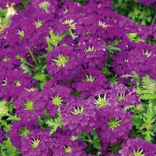 Verbena de jardim - roxa; verbena de jardim - 