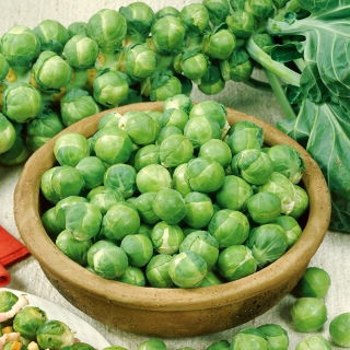 Rosenkål - Casiopea - Højt udbytte, perfekt til frysning - Friske frø