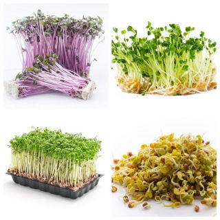 Semi per germogli - set speziato -  Eruca stiva, Lepidium sativum, Raphanus sativus, ,Brasica oleracea conv. Capitata var.rubra