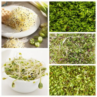 Semillas de brotes - kit de regeneración -  Allium tuberosum, Raphanus sativus, Brassica juncea, Trifolium repens, Lepidium sativum