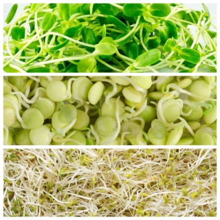 Sprouting seeds - Mild mix