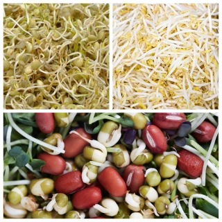 Semi per germogli - un set che rafforza il corpo -  Vigna angularis, Vigna radiata, Lens culinaris