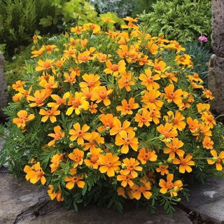 Tagetes patula - La Bamba - Tagetes patula L. - semi
