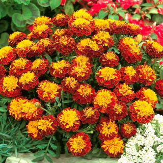 Ryhmäsamettikukka -  Champion Flame - Tagetes patula L. - siemenet