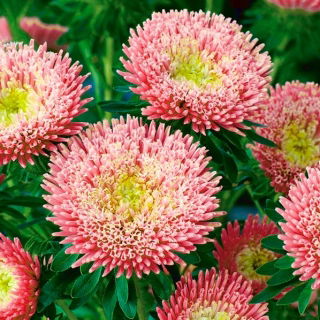 Princesa aster china 'Niusia' - 
