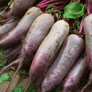 Beetroot "Kier" - silinder, akar panjang - 500 biji - Beta vulgaris - benih