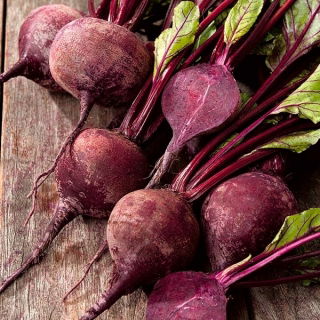 Rote Rüben, Beete "Patryk" – PILLENSAAT