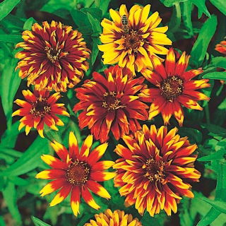 Mexican Zinnia, Persian Carpet seeds - Zinnia haageana - 375 seeds